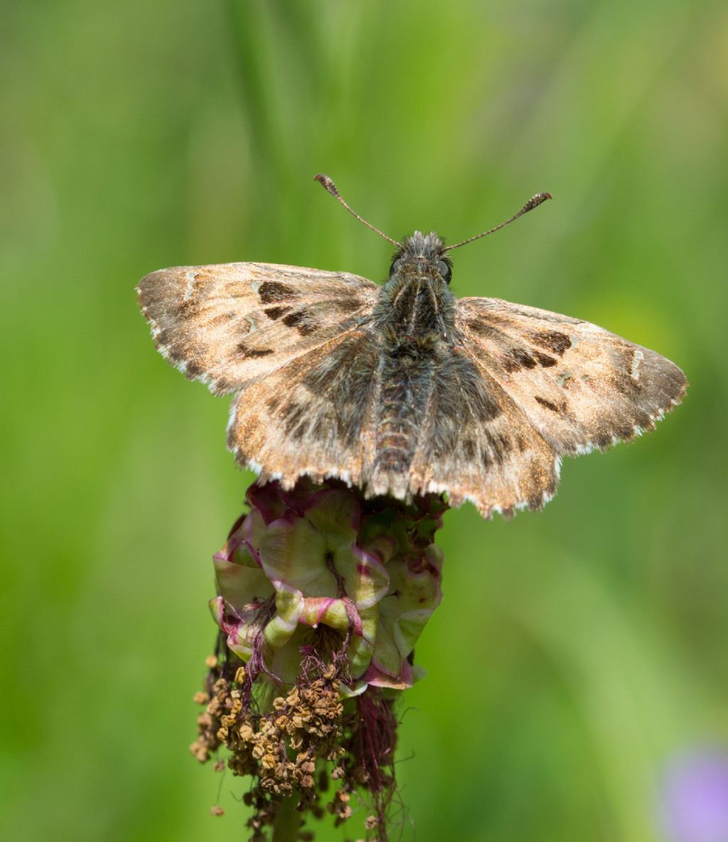 Carcharodus alceae?  S !